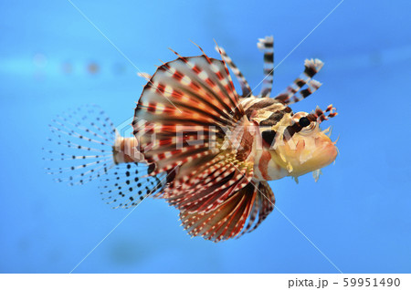 ハナミノカサゴ 59951490