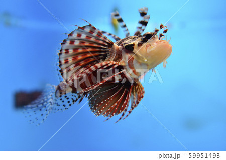 ハナミノカサゴ 59951493