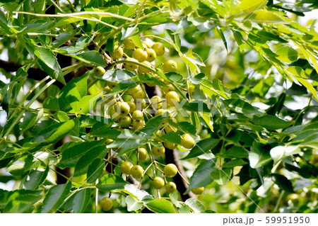 三鷹中原になる未完熟なセンダンの実 三鷹中原になる未完熟なセンダンの実 59951950