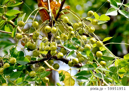 三鷹中原になる未完熟なセンダンの実 59951951