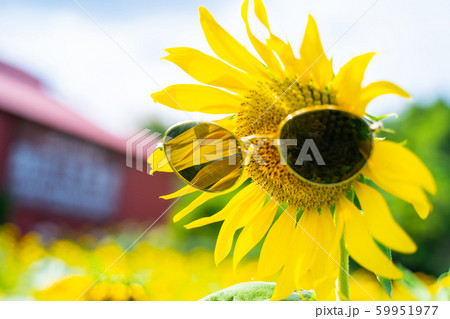 beautiful sunflower in sunflower garden 59951977