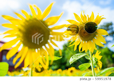 beautiful sunflower in sunflower garden 59951978