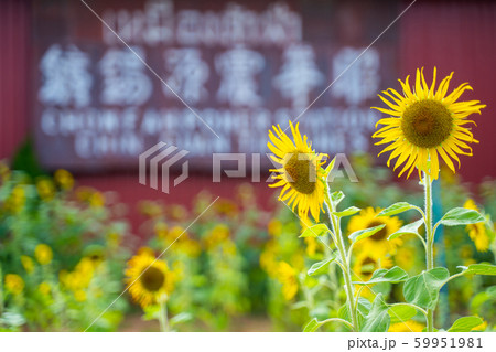 beautiful sunflower in sunflower garden 59951981