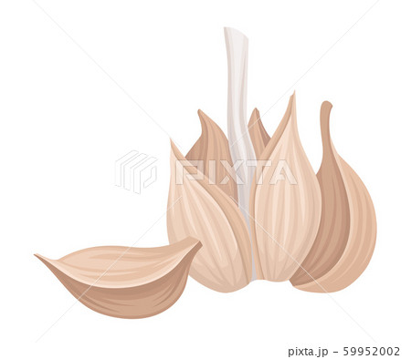 Cloves of Garlic Isolated On White Background Vector Item 59952002