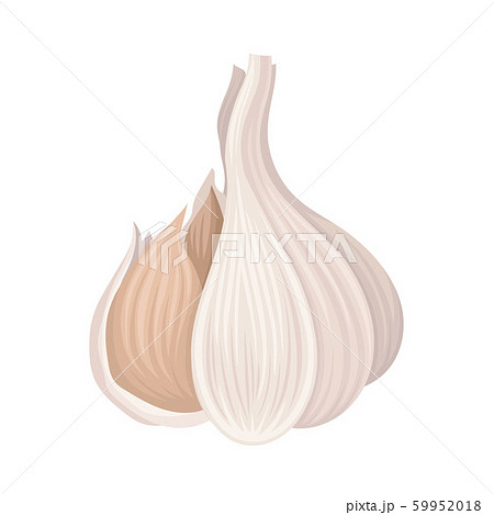 Garlic Bulb Isolated On White Background Vector Item 59952018