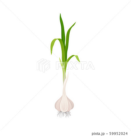 Garlic Bulb With Top Stalks Isolated On White Background Vector Item 59952024