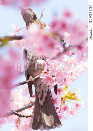 河津桜の風景 河津桜の風景 59952156