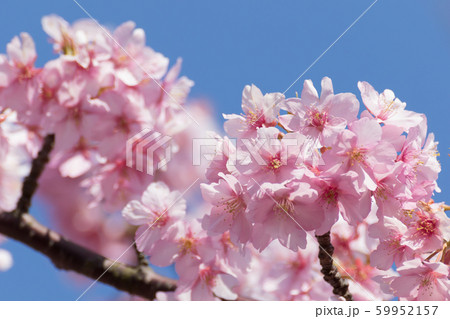 河津桜の風景 59952157
