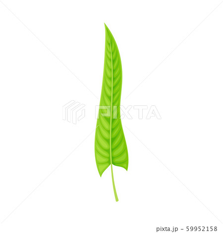 Green Leaf of Fern Isolated On White Background Vector illustration Green Leaf of Fern Isolated On White Background Vector illustration 59952158
