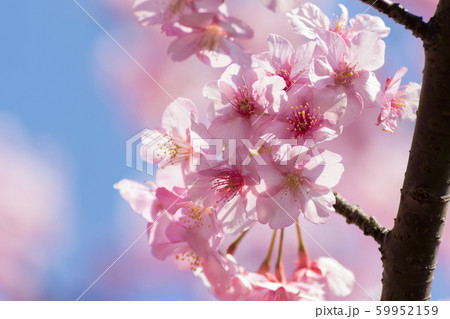 河津桜の風景 河津桜の風景 59952159