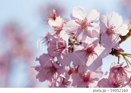河津桜の風景 河津桜の風景 59952160
