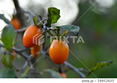 ろうやがき　大船フラワーセンター 59952635