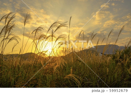 夕焼けとススキ 59952679
