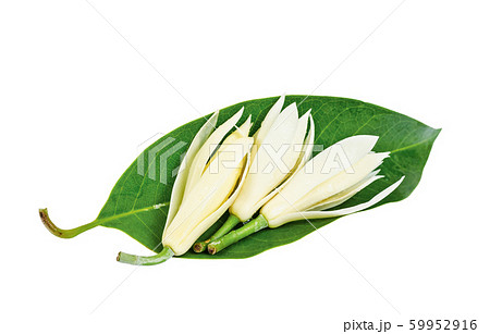White Champaka flower with green leaf isolated on White Champaka flower with green leaf isolated on 59952916