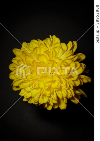 Yellow chrysanthemum on black background. 59952968