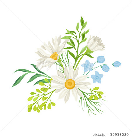 Daisy Flowers Vector Composition. Field Chamomile Blossom Concept 59953080
