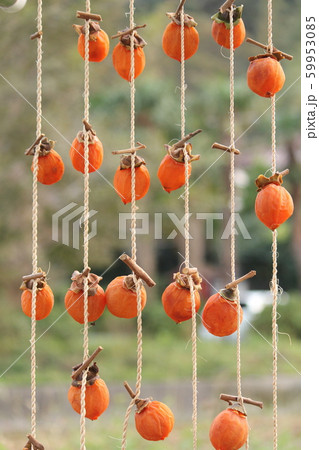 干し柿を作ろう 59953085