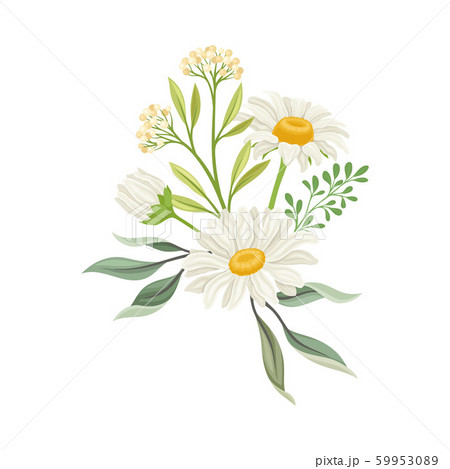 Bouquet of Daisy Flowers Vector Composition. Natural Floral Decoration Bouquet of Daisy Flowers Vector Composition. Natural Floral Decoration 59953089