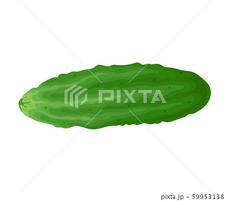Emerald Green Pimpled Cucumber Plant in Full Length Vector Item Emerald Green Pimpled Cucumber Plant in Full Length Vector Item 59953138