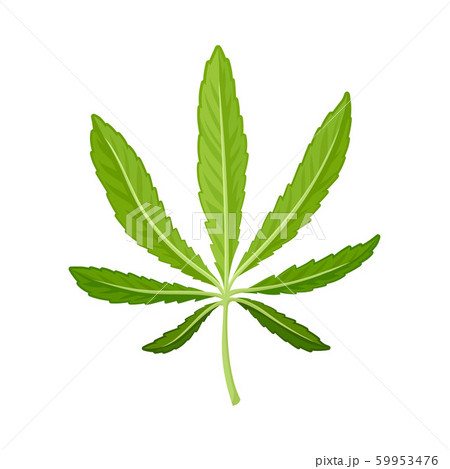 Cannabis Detailed Leaf Vector Illustrated Object Isolated On White Background 59953476