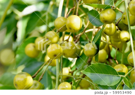 三鷹中原になる未完熟なセンダンの実 59953490