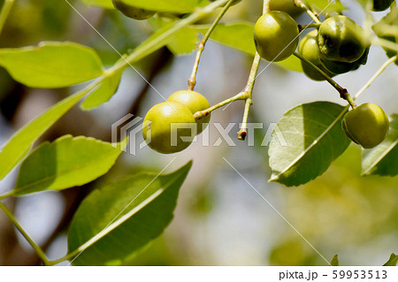 三鷹中原になる未完熟なセンダンの実 三鷹中原になる未完熟なセンダンの実 59953513