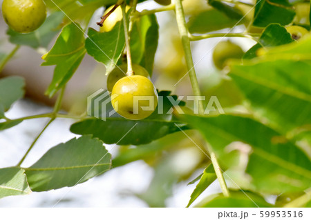 三鷹中原になる未完熟なセンダンの実 三鷹中原になる未完熟なセンダンの実 59953516