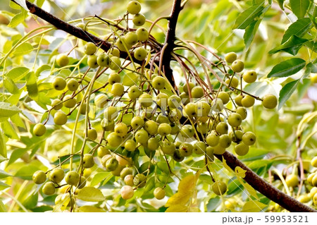 三鷹中原になる未完熟なセンダンの実 三鷹中原になる未完熟なセンダンの実 59953521