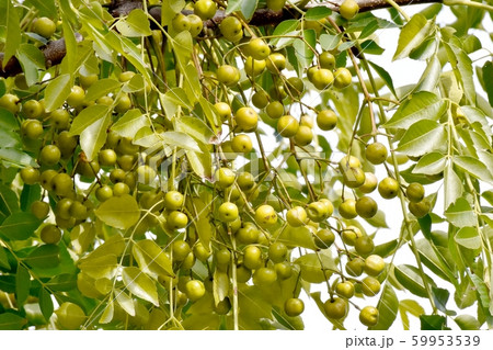三鷹中原になる未完熟なセンダンの実 59953539