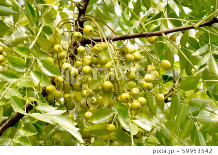 三鷹中原になる未完熟なセンダンの実 三鷹中原になる未完熟なセンダンの実 59953542