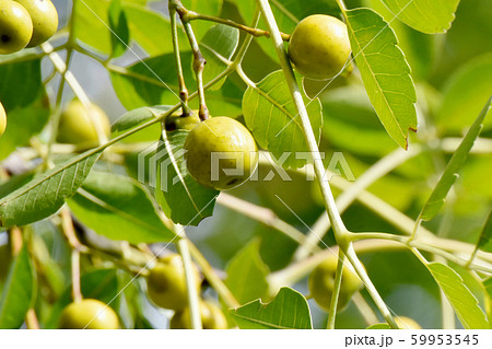 三鷹中原になる未完熟なセンダンの実 三鷹中原になる未完熟なセンダンの実 59953545