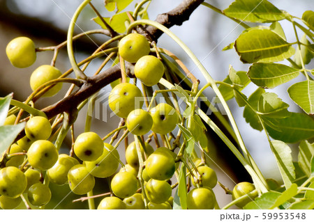 三鷹中原になる未完熟なセンダンの実 三鷹中原になる未完熟なセンダンの実 59953548