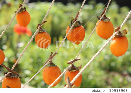 干し柿を作ろう 59953963