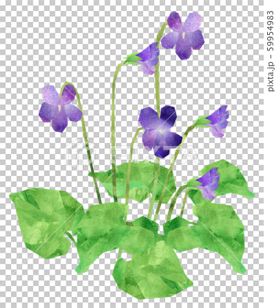 Violet Violet 59954983