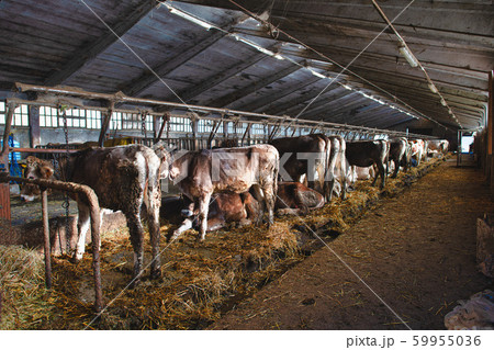 Large barn with cows from a dairy in the Taleggio 59955036