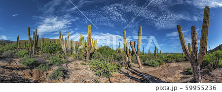 baja california sur giant cactus in desert 59955236