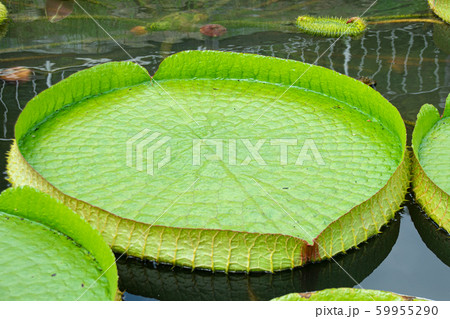 池に浮かぶオオオニバスの葉っぱ 池に浮かぶオオオニバスの葉っぱ 59955290