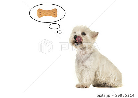 West highland white terrier dog thinking of food West highland white terrier dog thinking of food 59955314