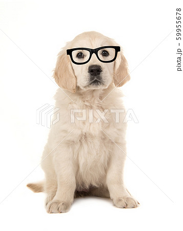 Cute golden retriever puppy with black glasses Cute golden retriever puppy with black glasses 59955678