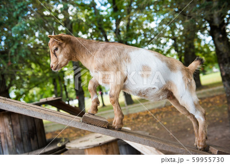 Funny brown goat is trying to walk up on wooden boards 59955730