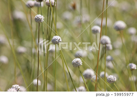 シラタマホシクサ 59955977