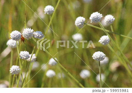 シラタマホシクサの写真素材 [59955981] - PIXTA