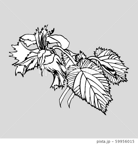 Realistic illustration of hazelnuts. Set of graphic hazelnuts elements, hand painted isolated on a white background. 59956015