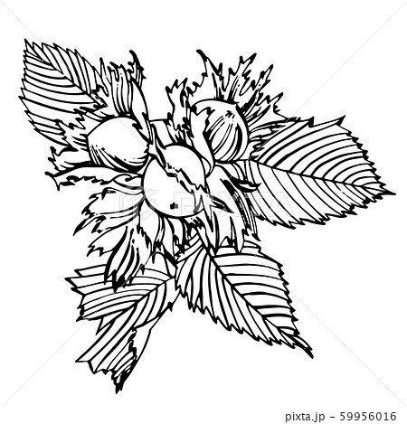 Realistic illustration of hazelnuts. Set of graphic hazelnuts elements, hand painted isolated on a white background. Realistic illustration of hazelnuts. Set of graphic hazelnuts elements, hand painted isolated on a white background. 59956016