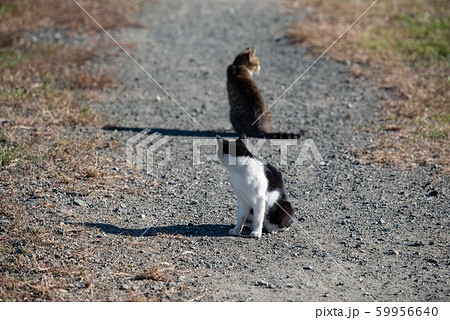 真鍋島の野良猫(後ろを向いている) 真鍋島の野良猫(後ろを向いている) 59956640
