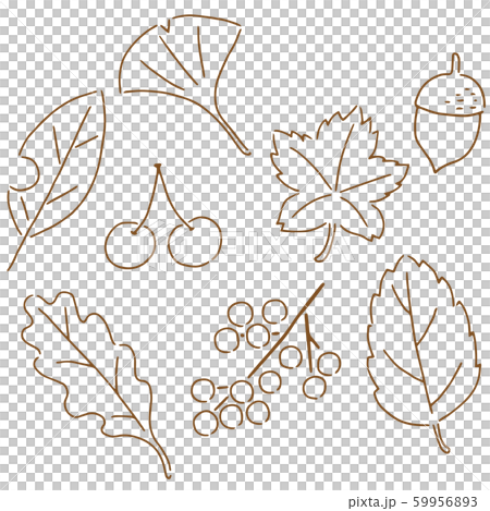 落葉螺母線圖 59956893