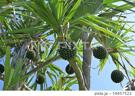 樹上のタコの木の実 59957522