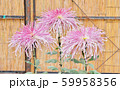 菊の花 59958356