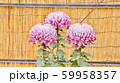 菊の花 59958357