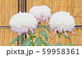 菊の花 59958361